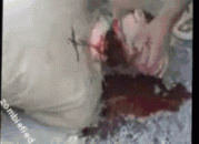 ThroatSlit.gif